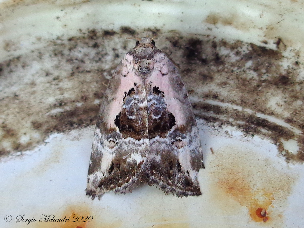 ID Falena: Elaphria venustula - Noctuidae